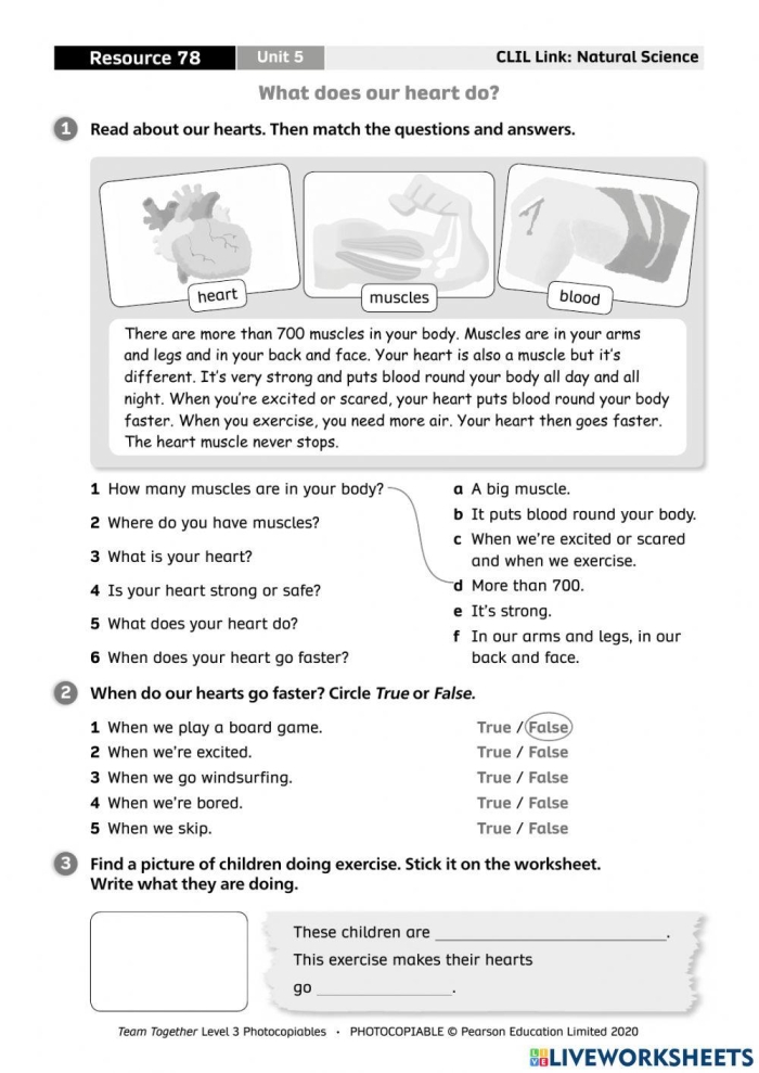 Engaging worksheet image for fourth graders about how the heart operates Diagram illustrating the functions of the heart for a worksheet on its anatomy