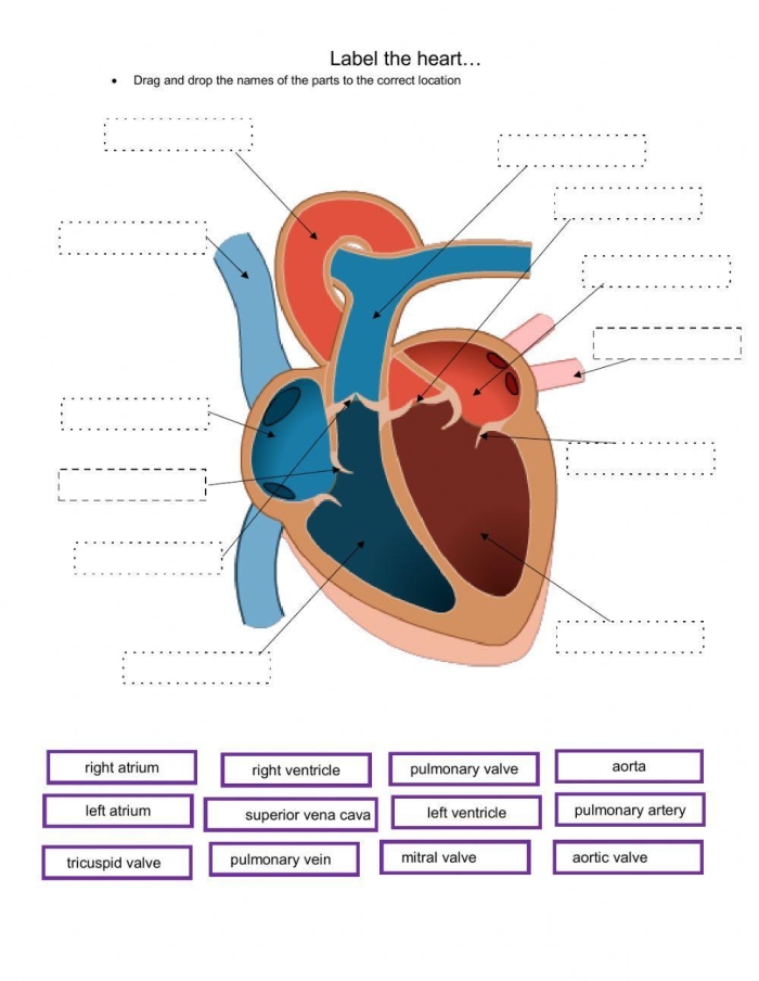 Worksheet titled "How the Heart Works" for teaching numbers and counting related to the heart Illustration of a heart worksheet designed for fourth graders to learn about heart anatomy and function