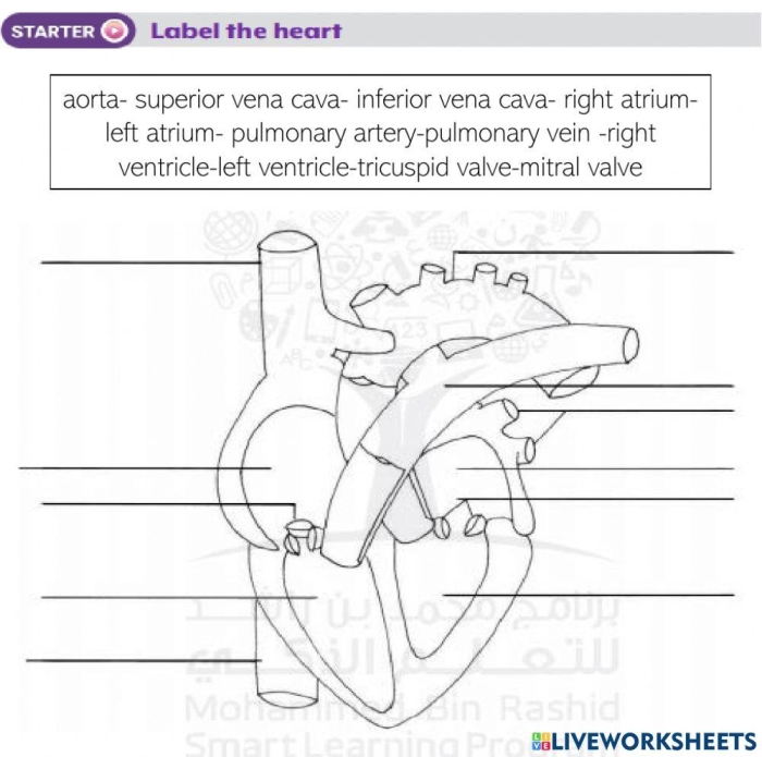 Numbers and Counting worksheet for Fourth Grade Diagram of the heart showing its structure and function for a fourth-grade worksheet. Educational illustration for the "How the Heart Works" worksheet.