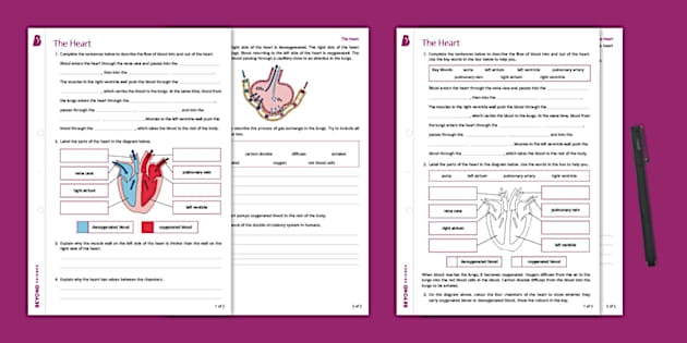 Educational image depicting how the heart works for young learners Illustration of a heart diagram for a fourth-grade worksheet on heart functions