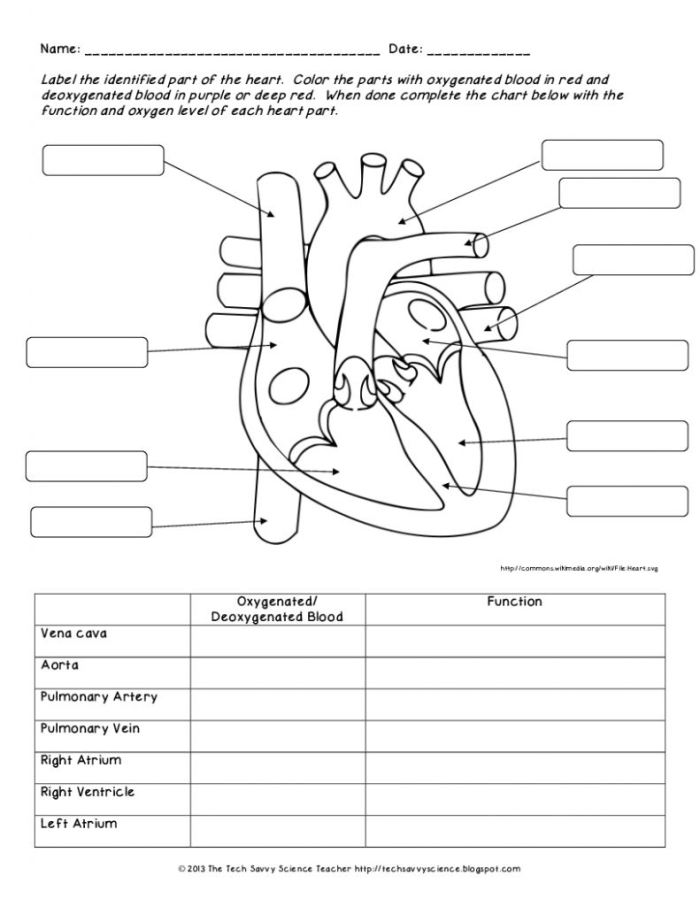 Educational image depicting the anatomy and function of the heart for counting lessons Illustration of a heart diagram used in the How the Heart Works worksheet for fourth graders