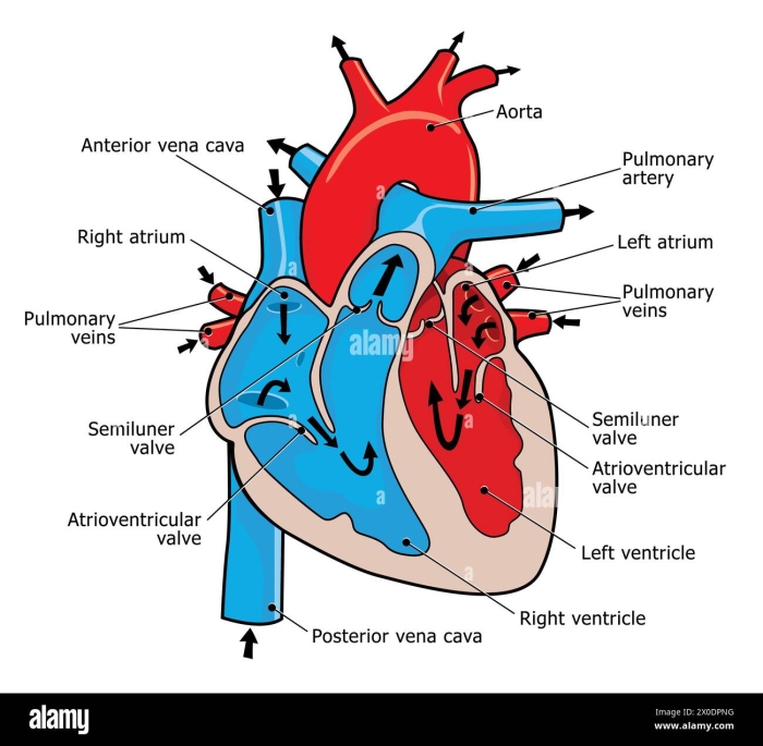 Worksheet image explaining how the heart works for fourth graders Diagram illustrating the function and structure of the heart for educational purposes