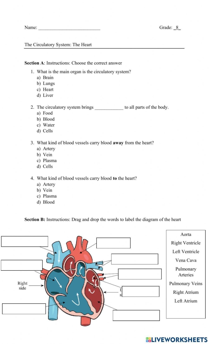 Educational resource on understanding how the heart works for young learners Diagram illustrating the functions of the heart for a fourth-grade worksheet