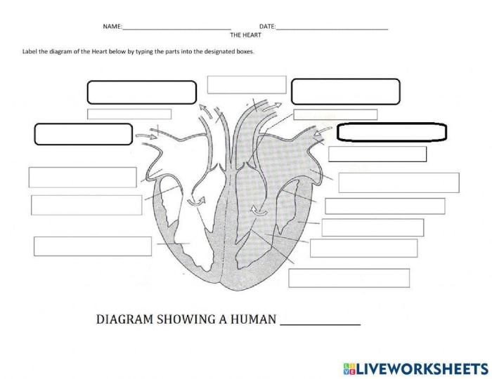 Educational resources for understanding the heart's role in the body Illustration of a heart worksheet for fourth graders focusing on how the heart functions
