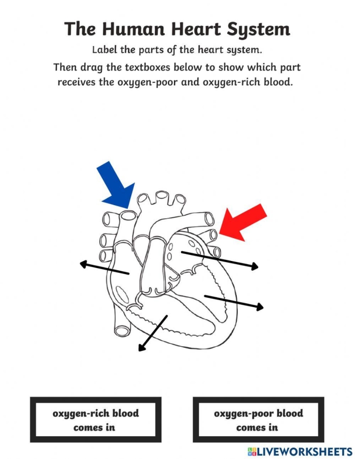 Educational worksheet on how the heart works for fourth graders Illustration of the human heart with labeled parts for understanding its function