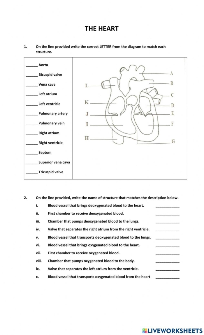Detailed overview of how the heart works for educational purposes Illustration of a heart diagram for a fourth-grade worksheet on heart function