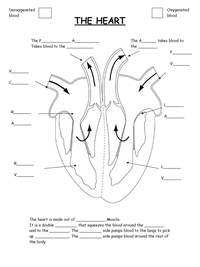 Educational resource for understanding how the heart works in a fun and engaging way Illustration of a heart worksheet designed for fourth graders to explore heart functions