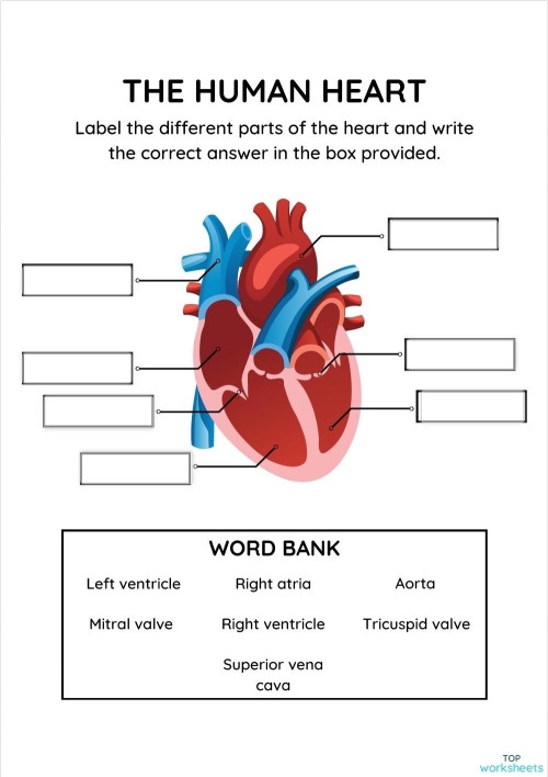 Educational worksheet on how the heart works for counting and numbers activities Illustration of the heart and its functions for a fourth-grade worksheet