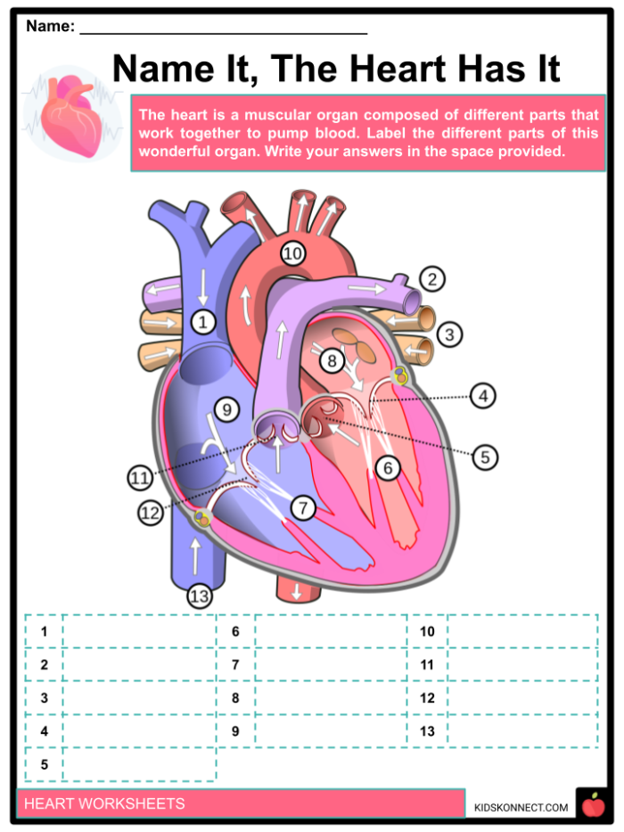 Worksheet on how the heart works for fourth-grade students Illustration of the heart's structure and function for educational purposes