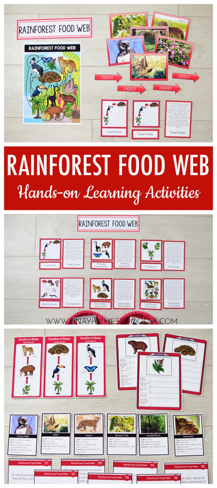 Colorful Rain Forest Food Web activity for teaching division and animal relationships in grade four Fourth Grade Rain Forest Food Web worksheet showing snakes, butterflies, leopards, and other animals to color