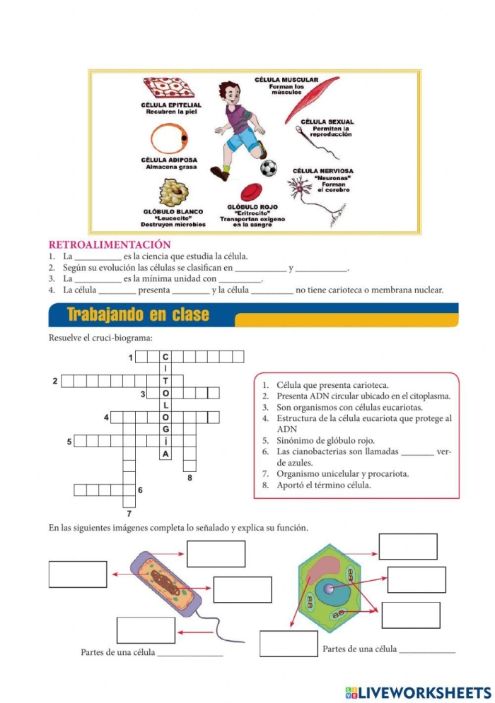Worksheet illustrating the use of "la" and "el" for fourth-grade Spanish learners
