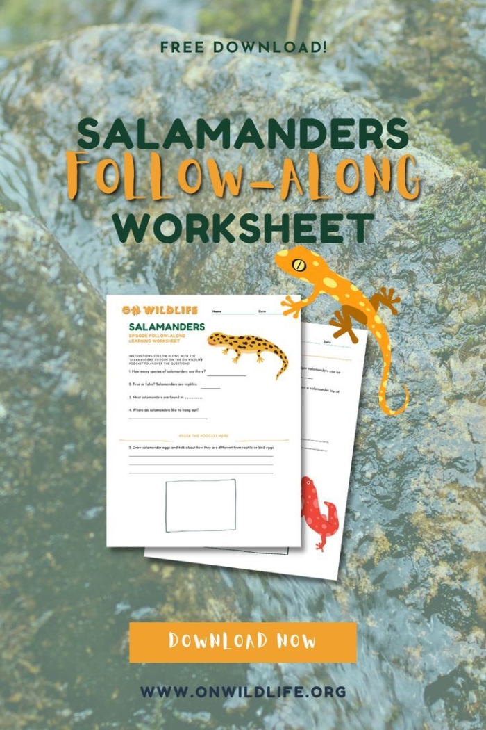 Engaging reading and writing activity about geckos for young learners Colorful worksheet featuring fun facts about geckos for second graders