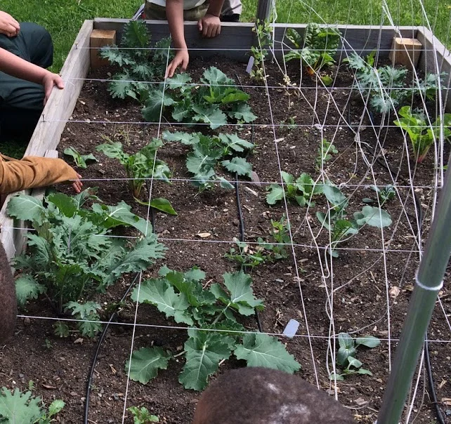 Third grade student coloring garden plots while practicing fraction reduction skills on a math worksheet
