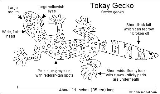 Engaging reading and writing activity on geckos for young learners Colorful worksheet featuring interesting facts about geckos for second graders