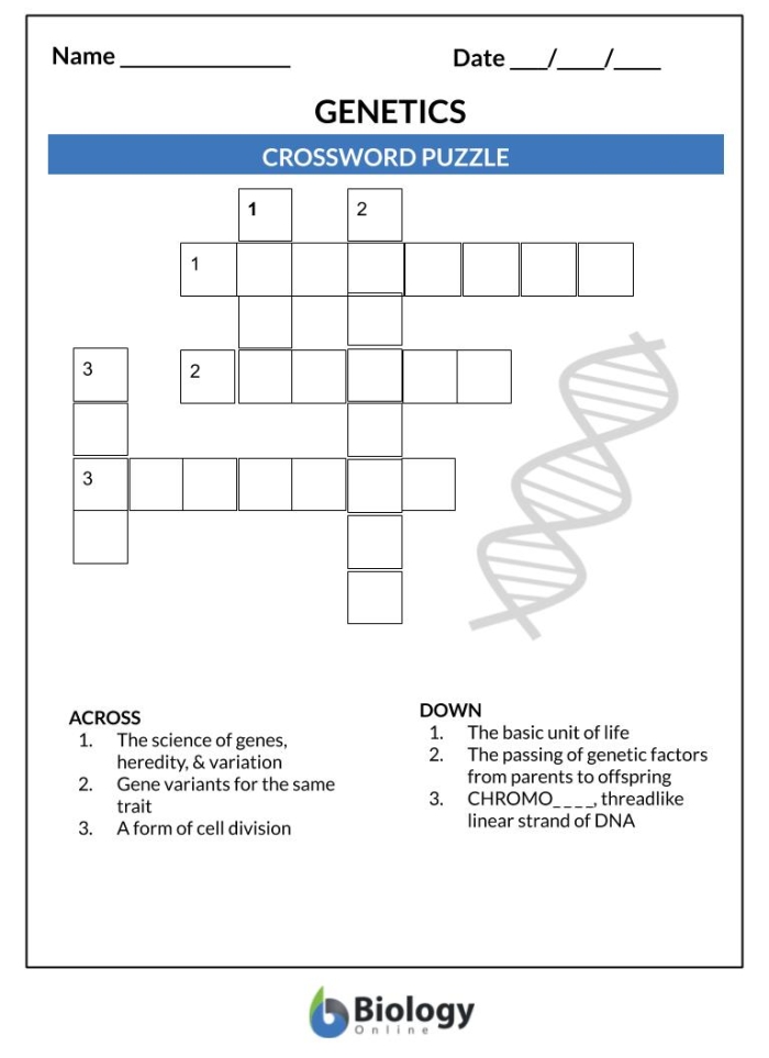 Engage with genes through Steve’s fun life science worksheet number 13 Illustration of Steve the savvy scientist explaining genes on a What is a Gene? worksheet for fifth grade