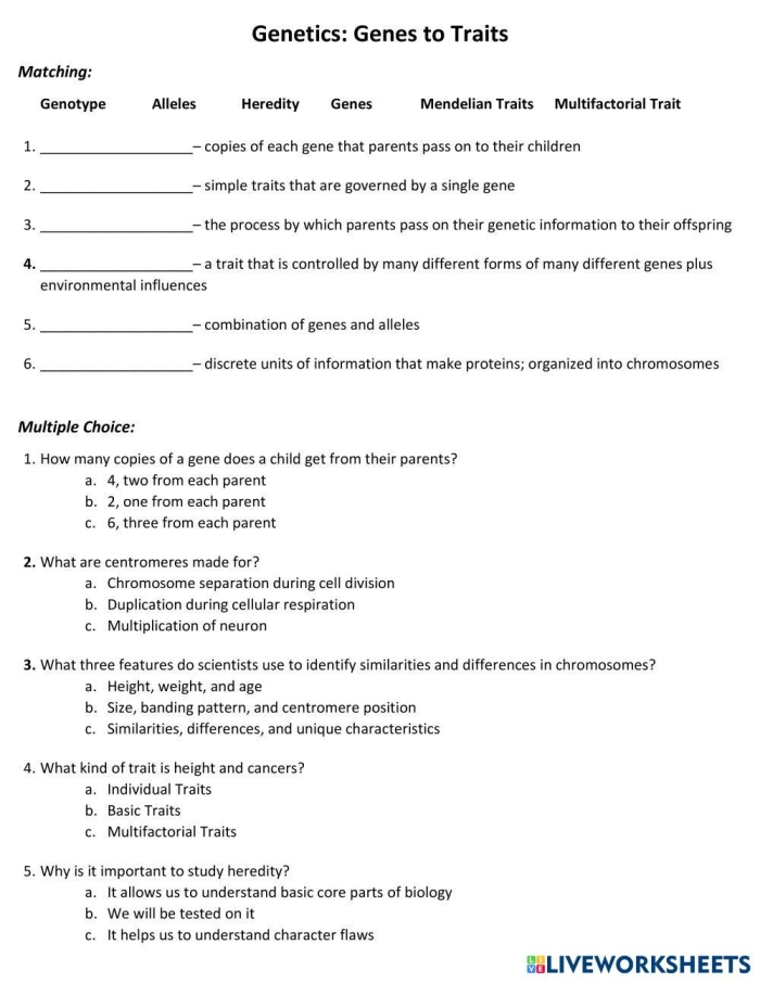 Discover genes and traits with Steve in this What is a Gene worksheet for fifth graders Fifth grade life science worksheet featuring Steve the scientist explaining genes and traits