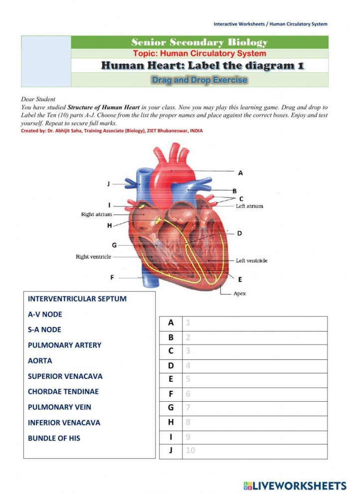 Fifth grade Spanish worksheet on the heart anatomy for coloring and learning