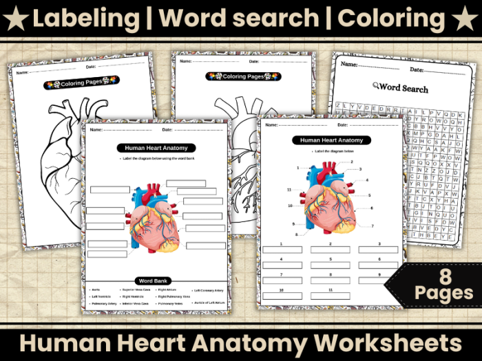 Fifth grade Spanish worksheet featuring a detailed heart anatomy coloring page from Awesome Anatomy series