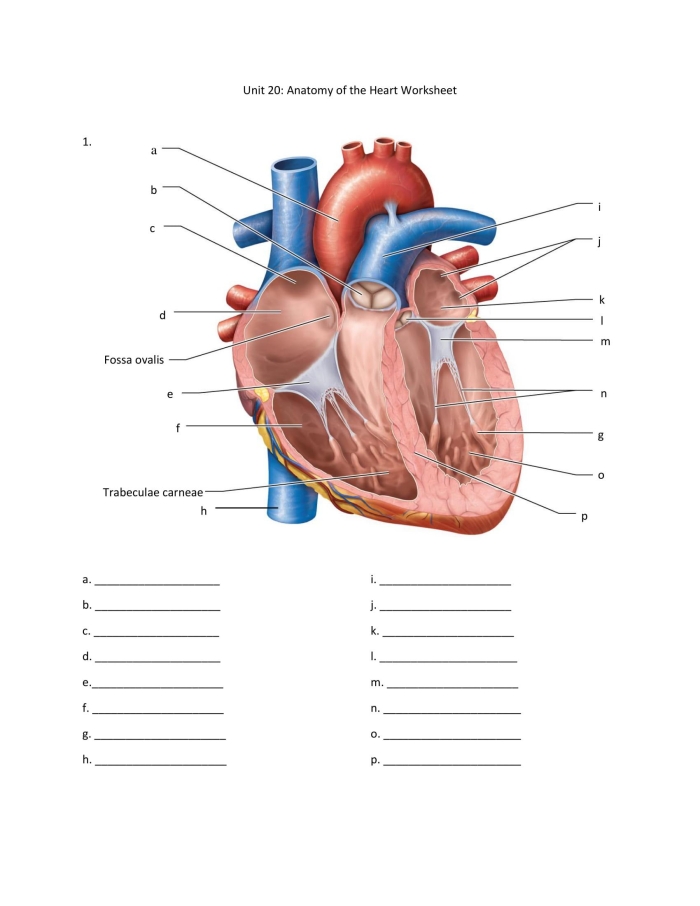 Fifth grade Spanish worksheet showing the heart and its parts for coloring and learning