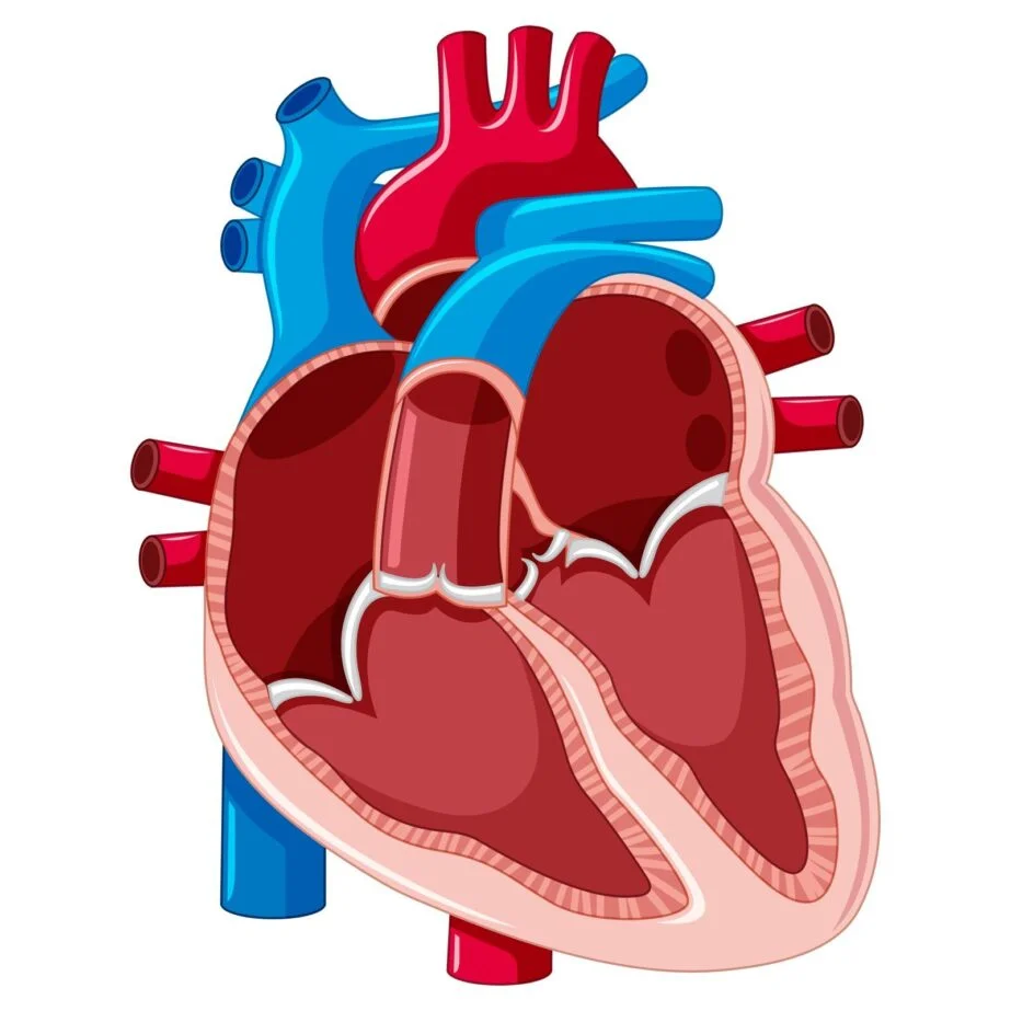 Fifth grade Spanish worksheet showing a detailed heart coloring page from the Awesome Anatomy series