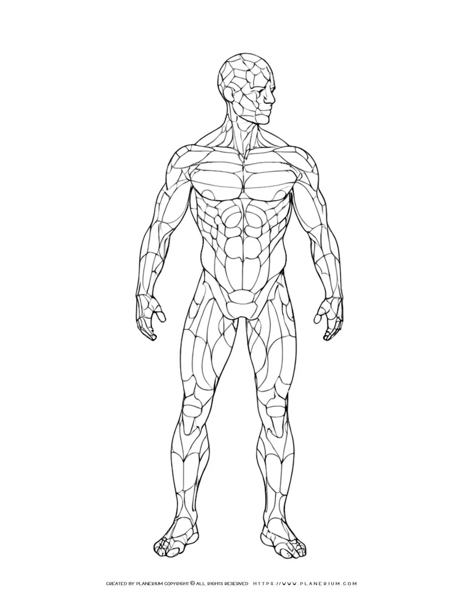 Coloring worksheet illustrating the heart and its parts for fifth grade Spanish students