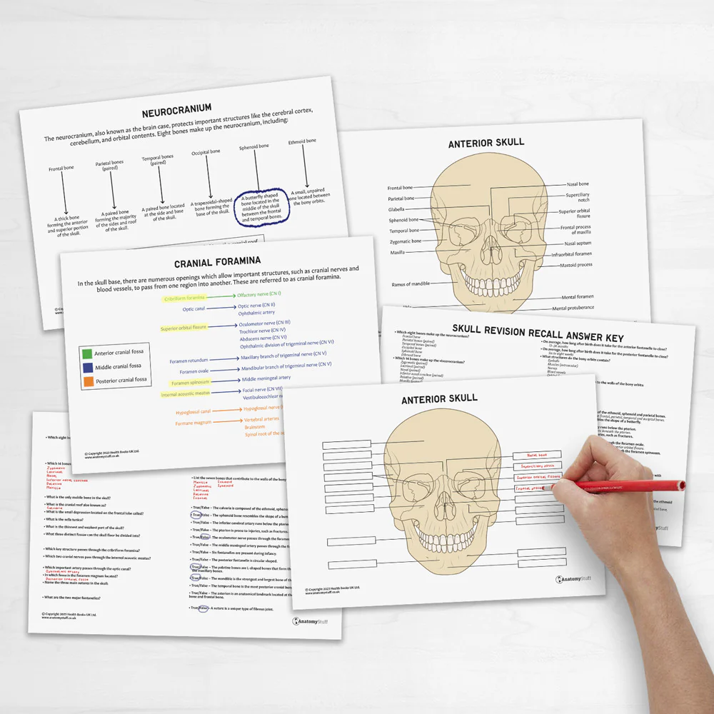 Coloring worksheet showing detailed parts of the heart for fifth grade Spanish learners
