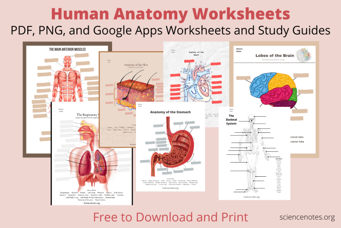 Coloring worksheet illustrating the heart and its parts for fifth grade Spanish students