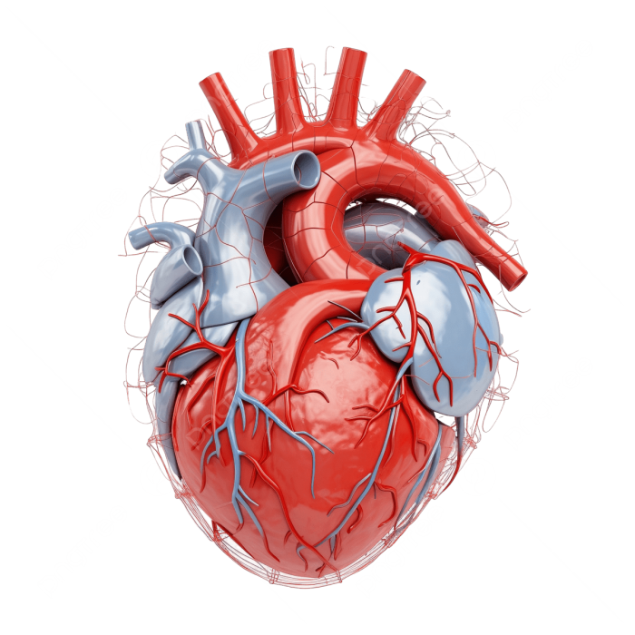 Educational worksheet about the human heart in Life Science for Grade 5 Diagram illustrating the human heart and its functions for fifth graders