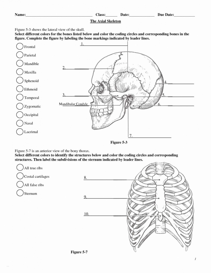 Educational worksheet on human anatomy focusing on the heart for fifth graders Illustration of the human heart showing its structure and functions for a fifth-grade life science worksheet