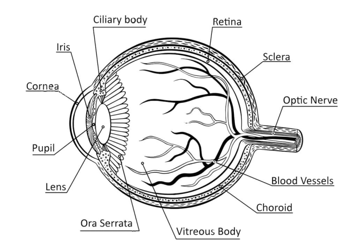 Labeled diagram of the human eye showing parts like the cornea, lens, and retina for fourth grade students learning about vision