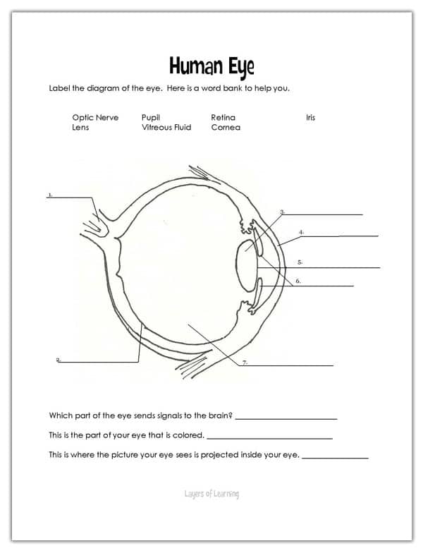 Labeled diagram of the human eye showing major parts like the cornea, lens, and retina for fourth grade students learning about vision
