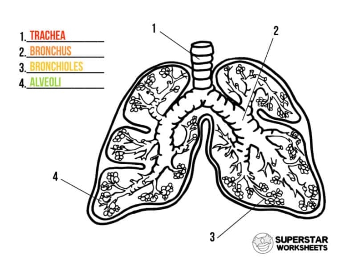 Labeled diagram of human lungs showing bronchi, alveoli, and trachea for fifth grade geometry worksheet activity
