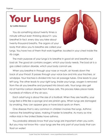 Labeled diagram of human lungs showing bronchi, alveoli, and trachea for fifth grade geometry worksheet activity