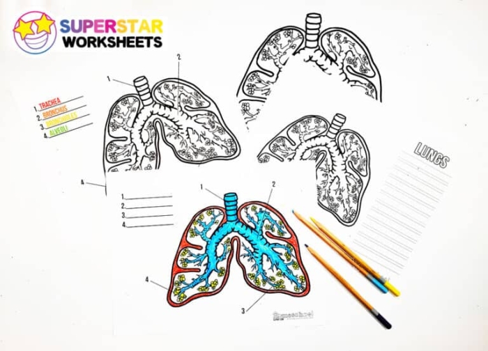Labeled diagram of human lungs showing bronchi, alveoli, and trachea for a fifth grade geometry worksheet word scramble activity
