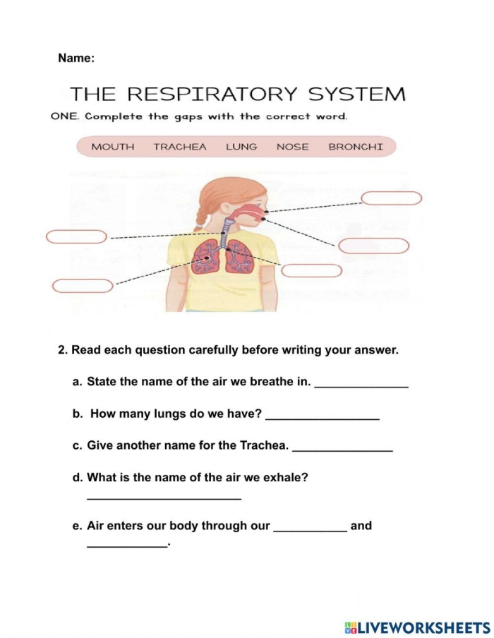 Labeled diagram of human lungs showing bronchi, alveoli, and trachea for fifth grade geometry worksheet activity
