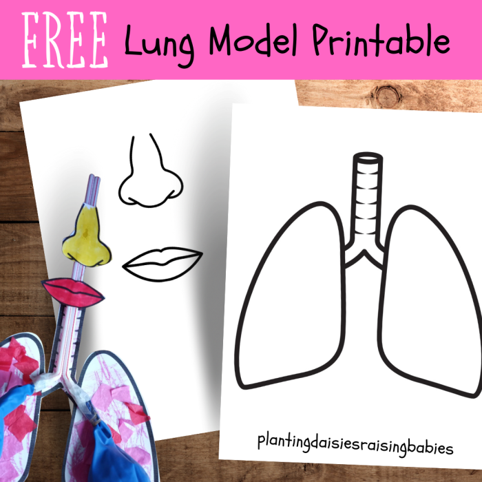 Labeled diagram of human lungs showing bronchi, alveoli, and trachea for fifth grade geometry worksheet activity
