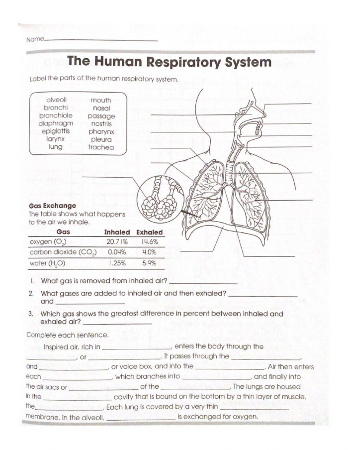Labeled diagram of human lungs showing bronchi, alveoli, and other respiratory components for a fifth grade word scramble activity