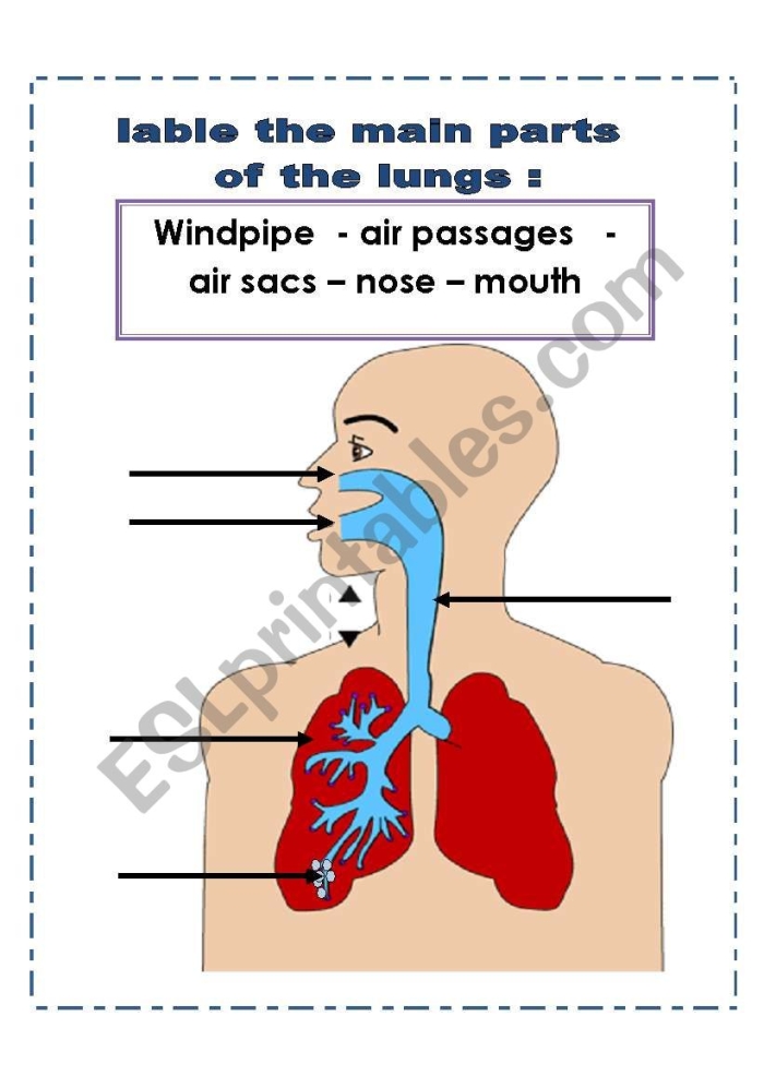 Labeled diagram of human lungs showing bronchus, trachea, and alveoli for fifth grade geometry worksheet