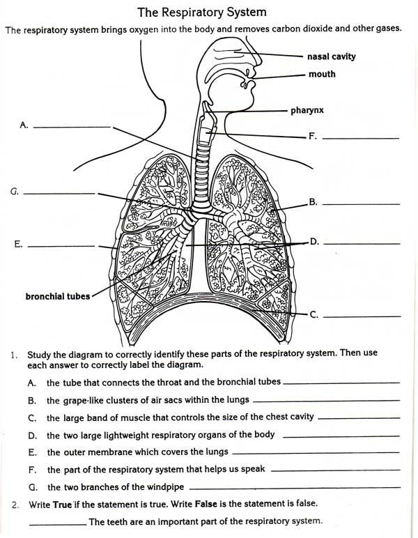 Labeled diagram of human lungs showing bronchi, alveoli, and trachea for fifth grade students to identify parts in a word scramble activity