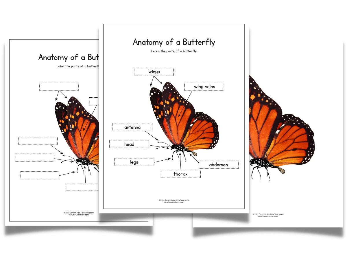 Butterfly parts labeling activity for young learners in a fraction-themed worksheet 6 Kindergarten butterfly anatomy worksheet showing labeled parts for learning fractions