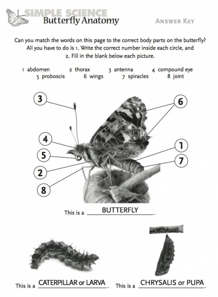Butterfly anatomy diagram worksheet for young learners with fraction activities image 20 Kindergarten worksheet showing butterfly anatomy with labeled parts and fraction exercises
