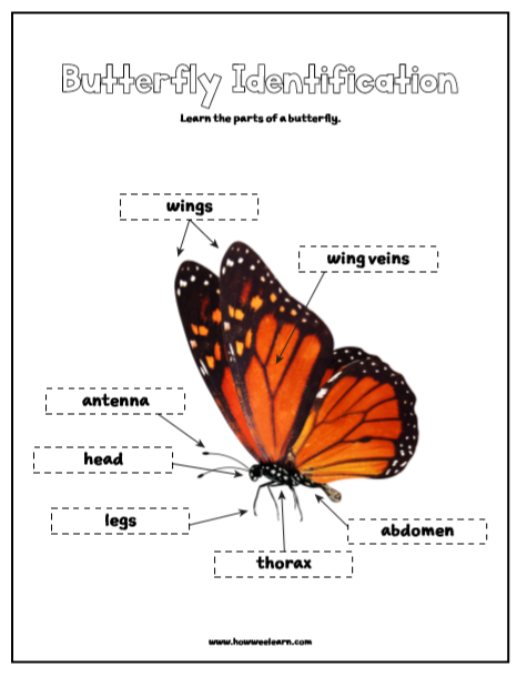 Butterfly diagram labeled worksheet for young learners focusing on anatomy and fractions Kindergarten butterfly anatomy worksheet showing labeled parts for fraction learning