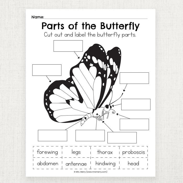 Butterfly diagram worksheet number 14 for identifying butterfly body parts in math activities Kindergarten butterfly anatomy worksheet showing labeled butterfly parts for fraction learning