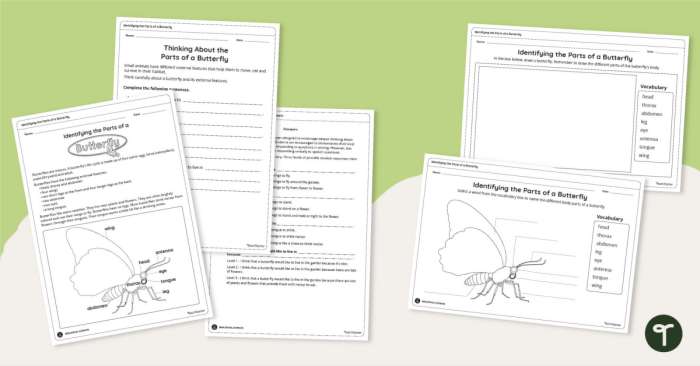 Kindergarten butterfly parts diagram worksheet number eight focusing on fractions and anatomy basics Butterfly Anatomy worksheet for kindergarten showing labeled butterfly parts with fraction activities