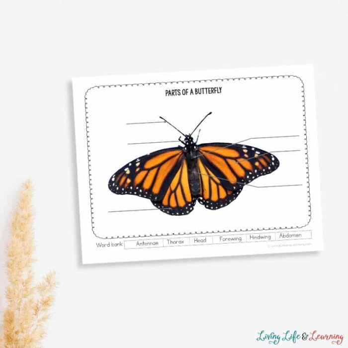 Butterfly diagram worksheet for young learners to identify body parts and practice fractions 21 Kindergarten butterfly anatomy worksheet showing labeled parts for learning fractions