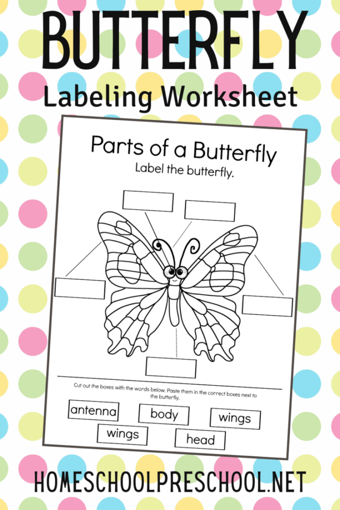 Kindergarten butterfly diagram worksheet focusing on anatomy and fractions skills Butterfly Anatomy worksheet for kindergarten with labeled butterfly parts and fractions