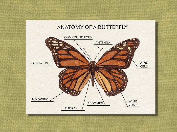 Butterfly diagram worksheet for young learners to identify body parts and practice fractions 16 Kindergarten butterfly anatomy worksheet showing labeled parts for learning fractions