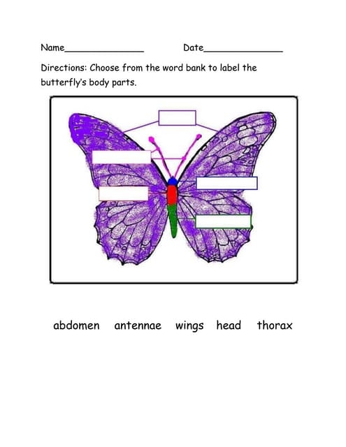 Butterfly anatomy labeling activity for young learners worksheet 22 Kindergarten butterfly diagram for labeling parts in a fractions worksheet