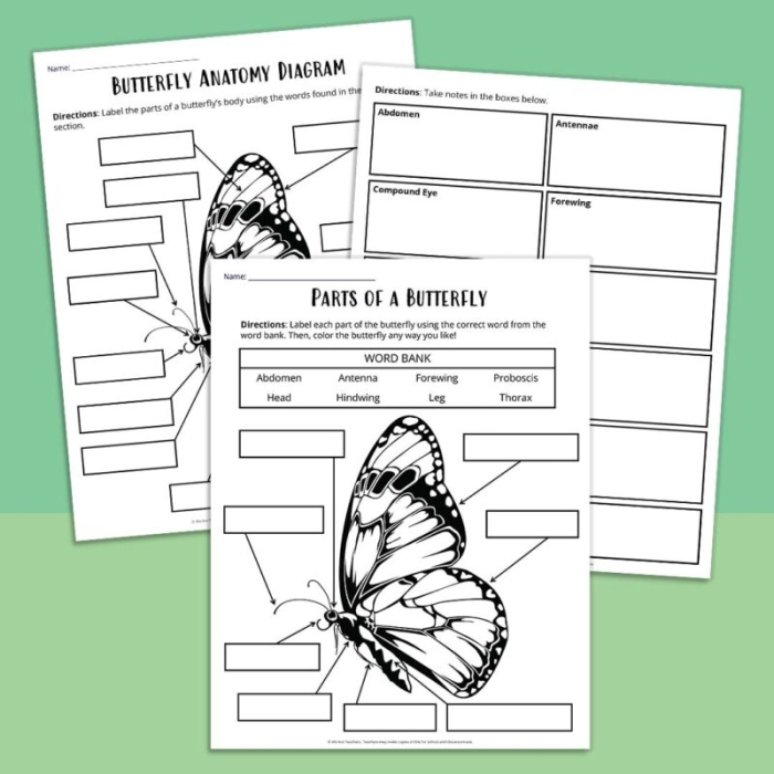 Kindergarten butterfly anatomy activity focusing on fractions and labels Butterfly diagram worksheet for kindergarten with parts to label