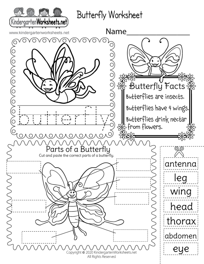 Kindergarten butterfly diagram worksheet focusing on labeling and fractions for young learners Butterfly Anatomy worksheet for kindergarten with labeled butterfly parts and fraction activities